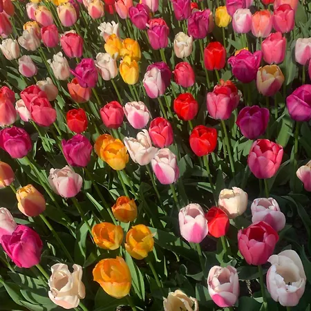 Bloem & Bed 't Zand