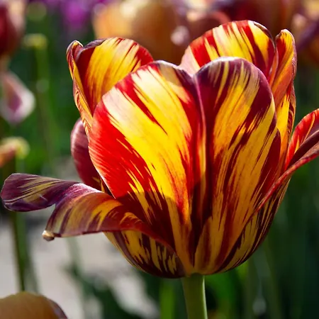 Bloem & Bed 4* 't Zand